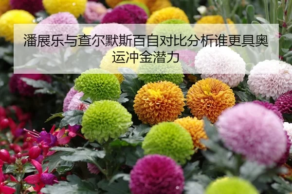 潘展乐与查尔默斯百自对比分析谁更具奥运冲金潜力